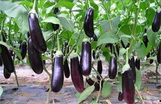 吃矮瓜的茄子,独特风味，家常美食新宠