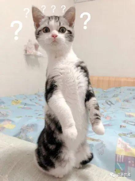 重庆吃瓜猫咪,揭秘山城萌宠的悠闲生活