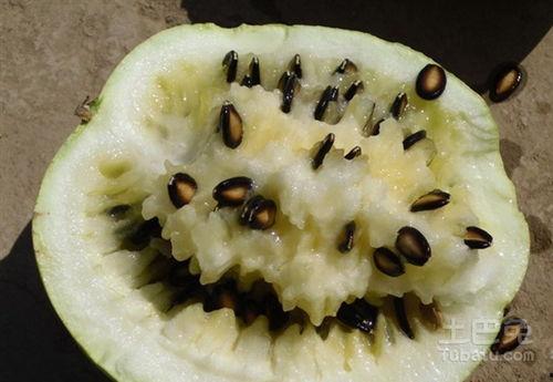 孕妇能否吃籽瓜,籽瓜——孕妇的滋补佳品