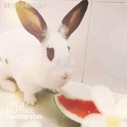 吃瓜兔子的评论,揭秘娱乐圈幕后真相