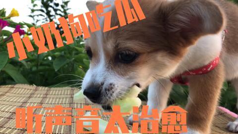 小狗瓜怎么吃,小狗瓜的多样食法探索