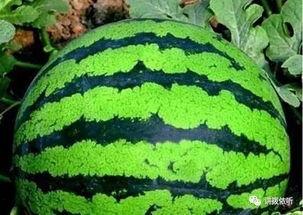 吃瓜群众看瓜,吃瓜群众视角下的瓜界风云录