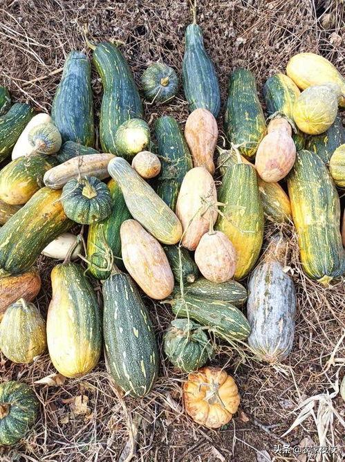 开瓜吃瓜视频在线观看,在线观看开瓜吃瓜视频攻略