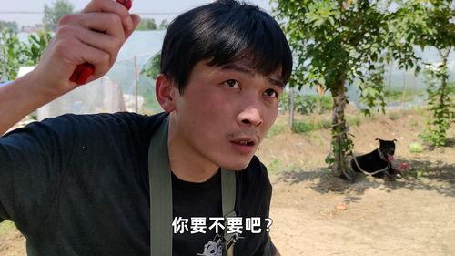 你们真的可以吃瓜吗,网络热议背后的真实故事