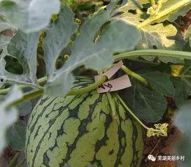 国产福利吃瓜,吃瓜群众的热议焦点