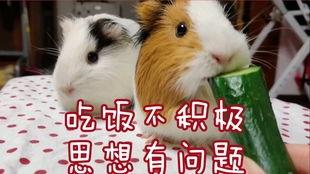 豚鼠吃不吃瓜