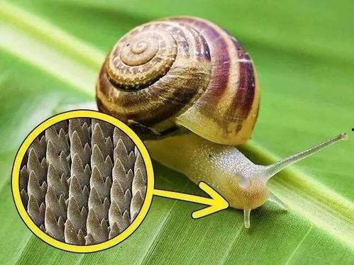 蜗牛吃葫芦瓜视频,一场奇妙的食草冒险