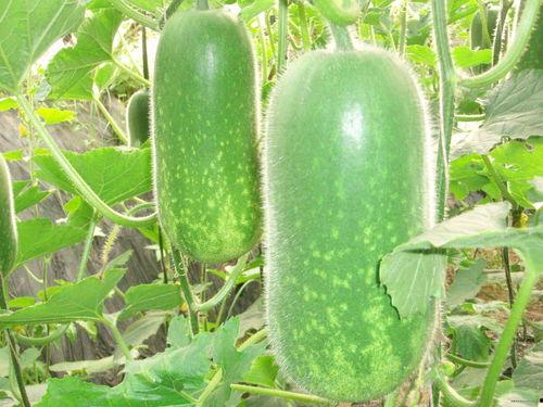 吃瓜网 (XDXX),带你领略网络舆论风向标