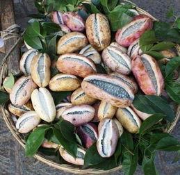 8月瓜几月吃,揭秘最佳食用时节