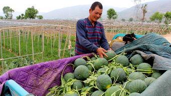和平镇吃瓜,瓜香四溢，品味和谐生活
