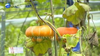 老君香炉瓜怎么吃,传统美食的烹饪与享用指南