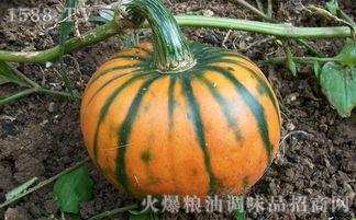 吃男瓜减肥吗,吃男瓜真的能减肥？揭秘神奇减肥瓜的秘密