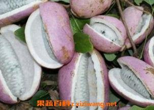 滴墨社区吃瓜,揭秘网络吃瓜群众的狂欢盛宴