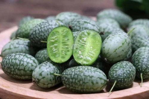 菩提树吃瓜,一场禅意与美味的邂逅