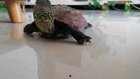 乌龟吃瓜有什么效果,揭秘神奇益处与养护之道