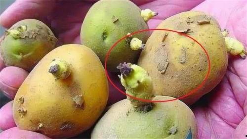 小梨花吃瓜,揭秘娱乐圈幕后故事