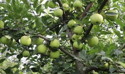 树青中专吃瓜,揭秘校园里的“吃瓜”文化现象