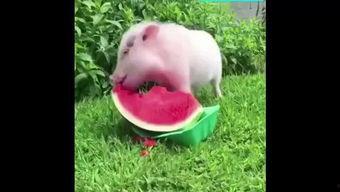 猪美丽吃瓜,一场欢乐的夏日盛宴