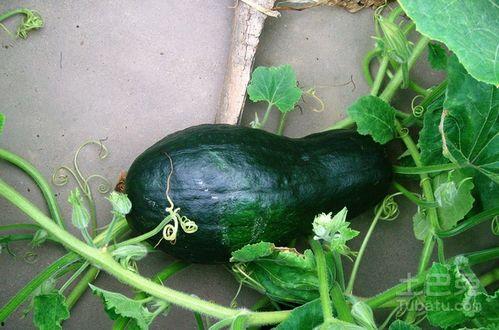 割麦吃瓜图片大全,夏日田园生活图鉴