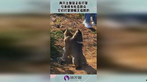 吃瓜群众土拨鼠,土拨鼠视角下的吃瓜群众众生相