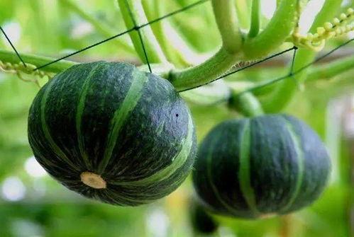 满级人类吃瓜洗脸