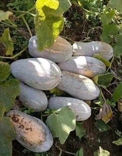 打电话吃瓜,揭秘娱乐圈幕后故事